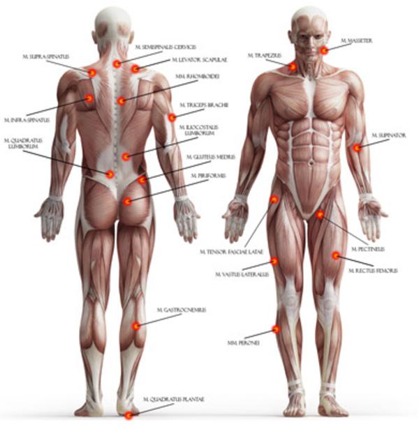 Các điểm thường xuyên bị đau nhức trên cơ thể người