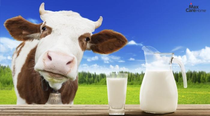 Sữa bò rất giàu các dưỡng chất quan trọng cho thần kinh và xương khớp