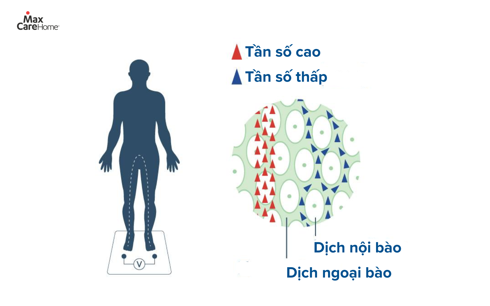 Công nghệ B.I.A sử dụng dòng điện siêu nhỏ để đo lường trở kháng của các mô cơ và mỡ trong cơ thể. (Nguồn ảnh: Tanita Châu Âu)