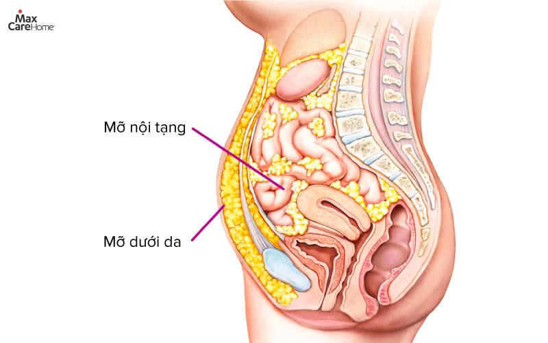 Mỡ nội tạng nằm sâu trong khoang bụng, bao quanh ruột, gan và dạ dày